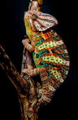 Chameleon