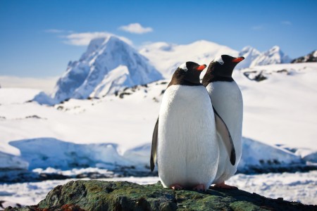 Tučňáci v Antarktidě