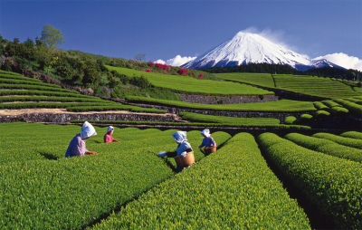 Japonsko - Fuji