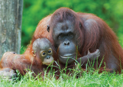 Orangutani