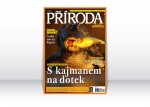 Příroda WILDLIFE 11/2012 – Neviditelný lovec Pantanalu, aneb S kajmanem na dotek