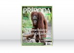 Příroda WILDLIFE 12/2012 – ￼Na procházce s orangutanem: Tohle jinde na světě nezažijete